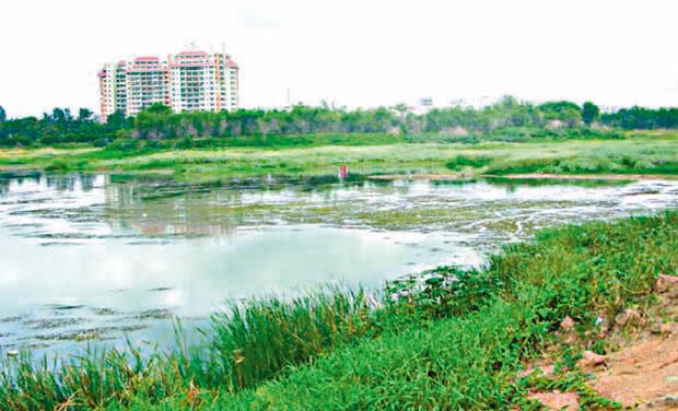 A view of the Bellandur Lake on the outskirts of Bengaluru (Photo: DC) A view of the Bellandur Lake on the outskirts of Bengaluru (Photo: DC)